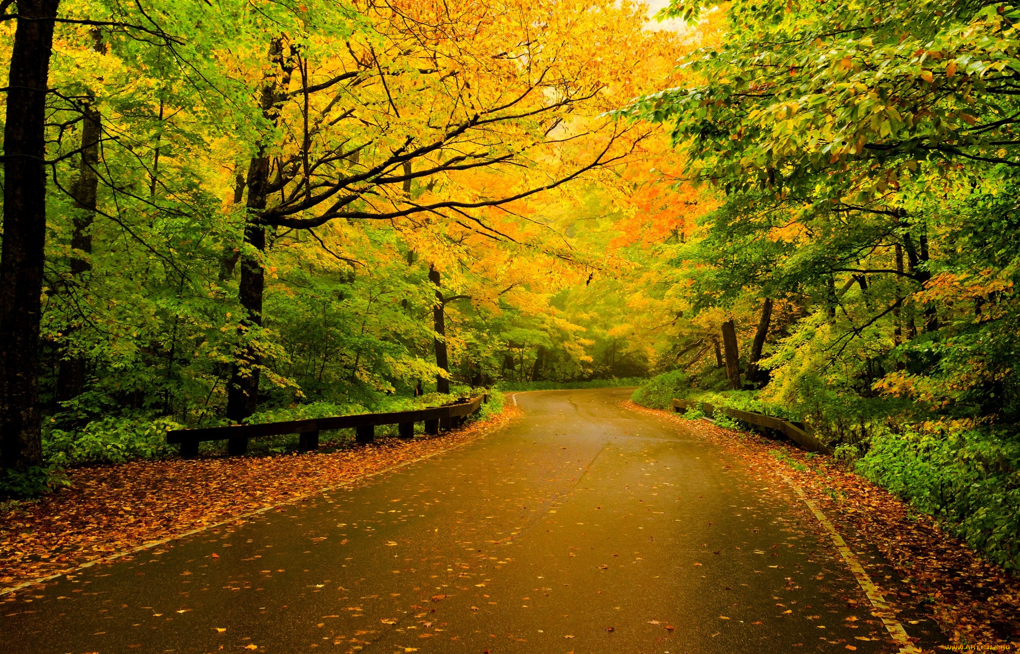 , , , , road, walk, forest, trees, leaves, colorful, nature, , , colors, fall, autumn, path